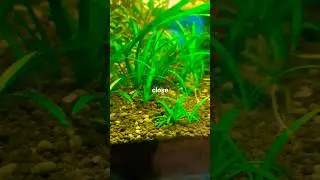 Aquarium #trending #viralvideo #rewa #shorts #viral #vlog #youtubeshorts #explore #nature