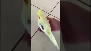 Правильный способ сбора банана
