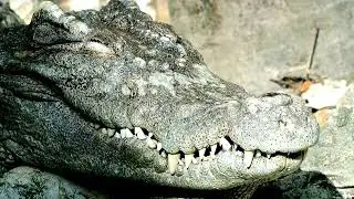 Crocodile Sleep: Rest, Activity, and the Rhythms of the Day - animal sleep patterns