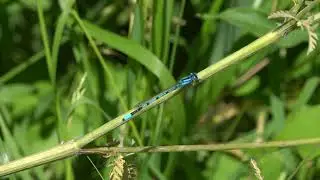Common Blue Damselflies