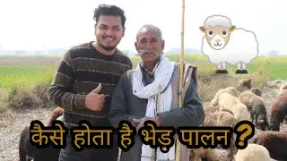 keeping sheep in village 🐑 🔥