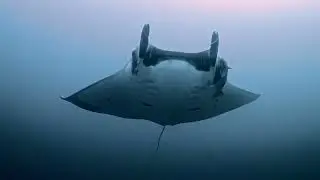 Giant oceanic manta ray (Mobula birostris)