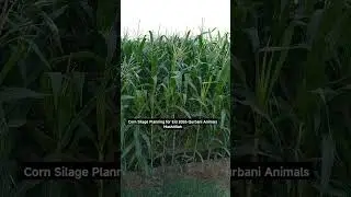 Eid 2026, Planning, #cow #cattleworld #animals #bullfarm #eid2026 #eidspecial #growthmindset #shorts