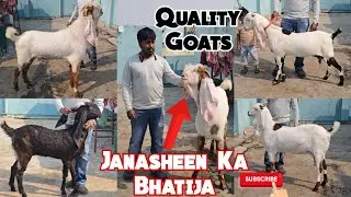 Janasheen Ke Rishtedar | Top Quality Hyderabadi Breeder And Goat In Hyderabad | Quality Wale Bakriya