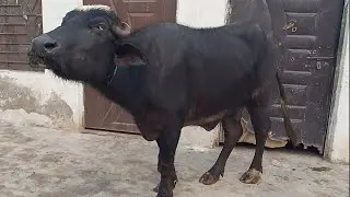 Watch pure neeli buffalo for sale in Punjab Pakistan on YouTube..27..1..2026....03003392728