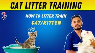 Cat Litter Training (How to Litter Train Baby Kitten) Urdu/Hindi @VET_WAQAS