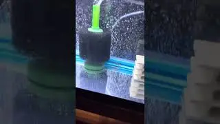 20 Gallon for profit guppy tank 2026 pt 2 