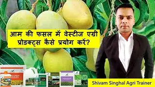 How to use Vestige Agri Products for Mango Plantation