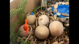 How to make dinosaur eggs | painting dinosaur eggs | making a dinosaur habitat | preschool teaching