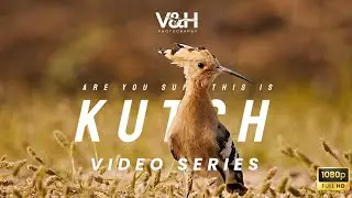 The Wild Soul of Kutch :Experience the breathtaking avian diversity of Kutch, Gujarat! 🦅✨