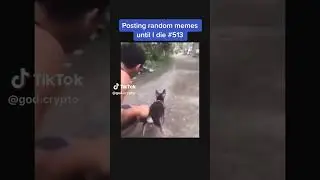 La chignole ... 😅😅😅 #dog #fast #humour