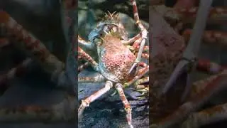 What is the largest crab species? #naturepbs #crab #spidercrab #kingcrab #coconutcrab