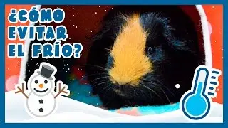 ❄ TIPS / CONSEJOS PARA EVITAR EL FR&Iacute;O EN COBAYAS 🐹⛄️