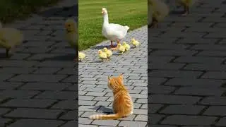 This Tiny Cat Challenges The Fluffy Parade