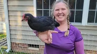 4 Chickens an Eglu Cube and a Premier PoultryNet Fence