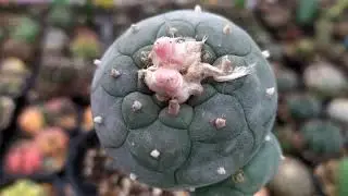 Lophophora diffusa vs williamsii Review