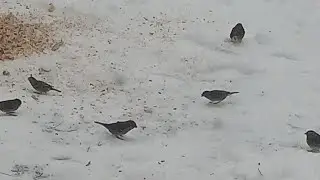 🐦🐦‍⬛🪶🐿 ASMR Winter Bird, Squirrel  Feeding Wildlife Backyard Cleveland  Ohio Station
