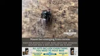 Mason bee emerges from his cocoon