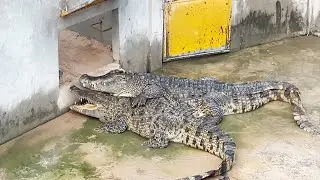 See how romantic male crocodiles court and mate with their partners