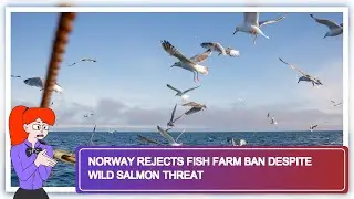 Norway Rejects Fish Farm Ban Despite Wild Salmon Threat