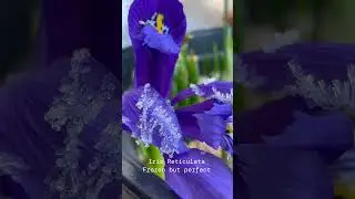 Our Iris are starting to bloom in the Uk&hellip; #flowers #gardening #dutchgrown#spring#bulbs