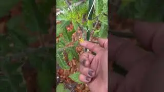 Tomato Hand pollinating | #gardening, #tomatotuesday, #gardeningtricks, #growtourown