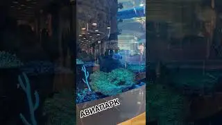 Экзотический аквариум в ТЦ Авиапарк  #авиапарк  #livestream #moscow