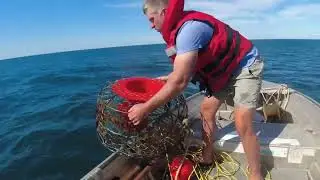 Two southern rock lobsters from the lobster pots. South Australia.