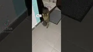 КОТ ПРИВЕТ МАМА