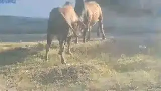 Zebu bulls fighting