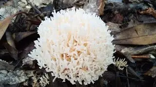 Do Not Eat These Coral Mushrooms 🤢