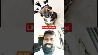 Beautiful puppy😍#love#trolllife#amazing#beautiful#dog#wild#animals#trending#viralvideo#ytshorts#y...