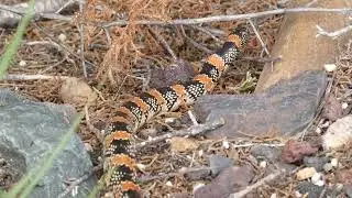 Long-nosed Snake (Rhinocheilus lecontei)