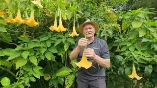 60 секунд с Джоном: Angel Trumpet | Brugmansia suaveolens