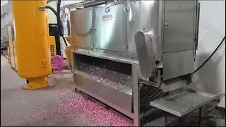 Onion peeled