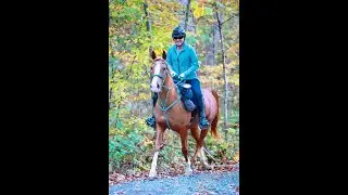 Fort Valley 30 mile Limited Distance ride - Lam