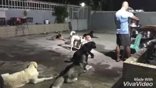 Power of the pack.