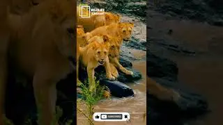 #africansafari #wildlifeentertainment #lionnation #liondocumentary #lionfacts #wildlifeexploration