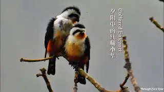 Collared Falconet