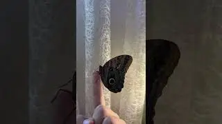 Калиго Мемнон 🦋 #music #love #live #butterfly #lofi #chilllofimusic #nature #lofii #cover #song