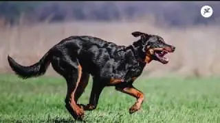Le Beauceron - Berger de Beauce