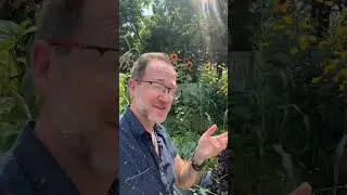 What&rsquo;s a food forest garden? #permaculture #garden #forestgarden