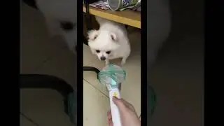 casting magic spell on my puppy #txt #tomorrow_x_together #moabong #pom #txt_dejavu