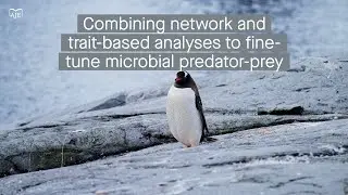 A new combined analysis strategy to more accurately predict microbial predator-prey interactions