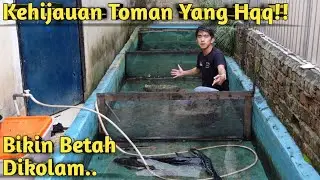 TAHUN BARU KOLAM IKUT BARU! INI KEINDAHAN IKAN MONSTER SAAT KOLAM JERNIH