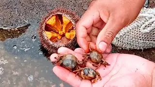 No creer&aacute;s lo que encontramos dentro del Erizo de Mar😲😲. | Como abrir un erizo de mar para comerlo.