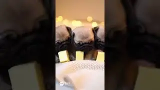 [ASMR] Food Coma: Pug Trio Cheese Slump 🧀💤 #shorts #ASMR #pug #puppies #trio #cheeseasmr #sleepydog