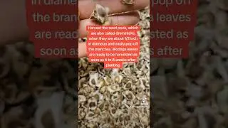 How long does it take for Moringa Seeds to mature? #moringa #moringaseeds #moringatree #seeds