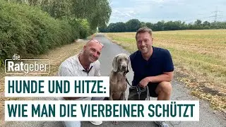 Auch Hunde brauchen Schutz vor Hitze | Die Ratgeber