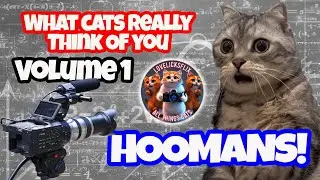 What Cats Really Think Of Humans Funny Cat Compilation 2024